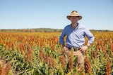 A man in a hat standing with his hands on his hips in a paddock of sorghum.