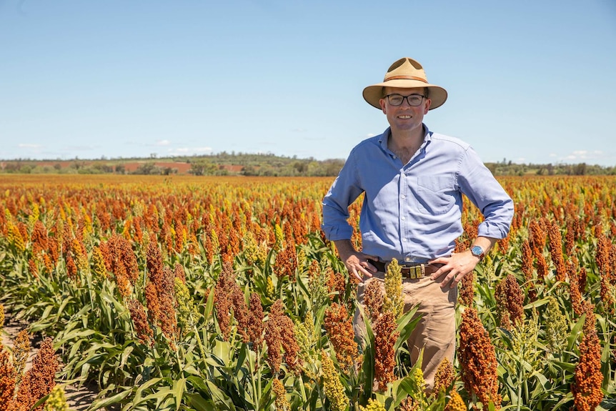 A man in a hat standing with his hands on his hips, in a paddock of sorghum.