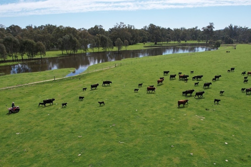 person a quad bike moving cattle to higher ground with floodwater in the background