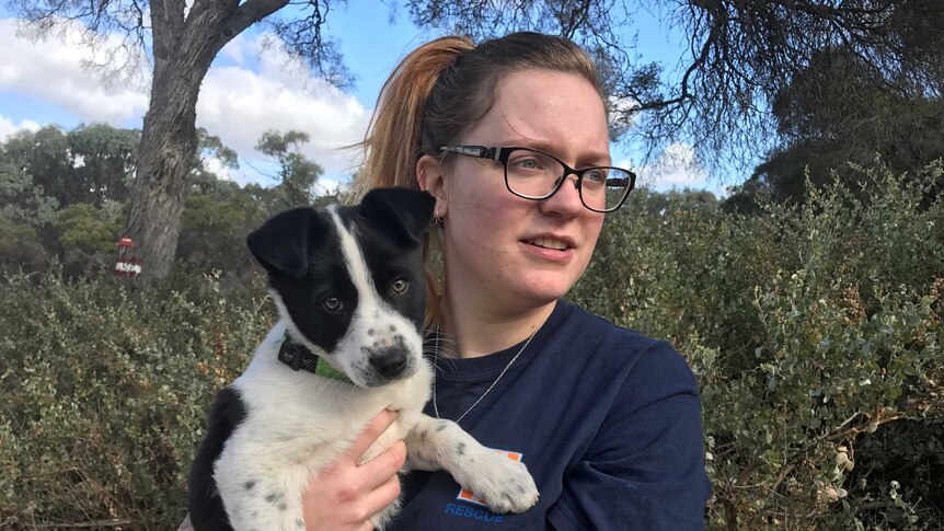A puppy is held by its owner in scrubland