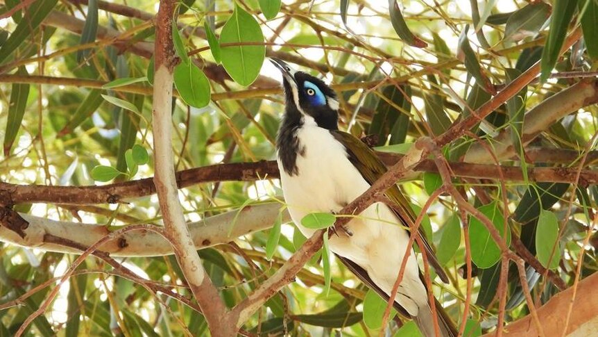 A black and white bird with bright blue markings around its eye perched in a tree.