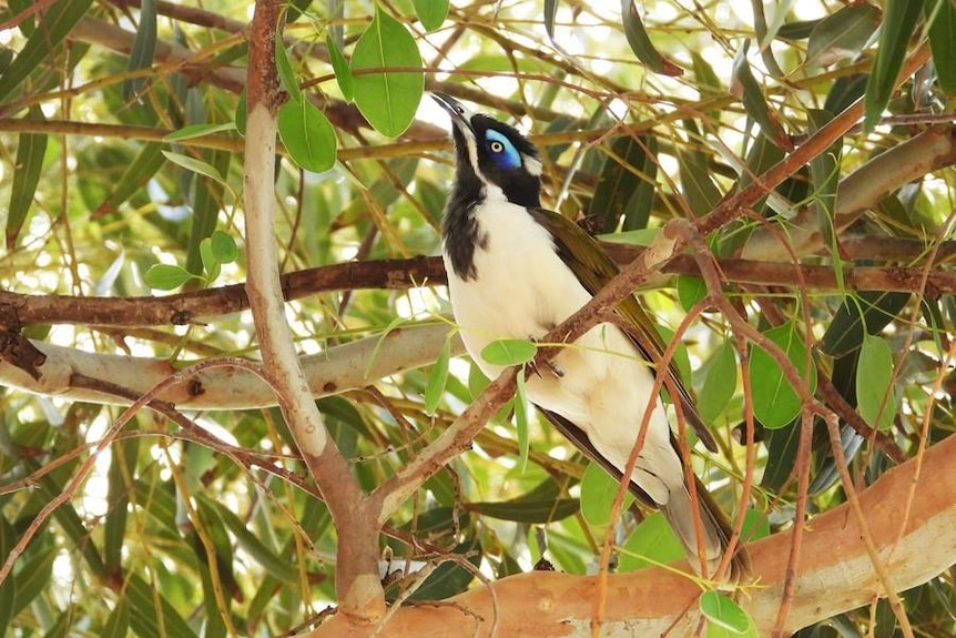 A black and white bird with bright blue markings around its eye perched in a tree.