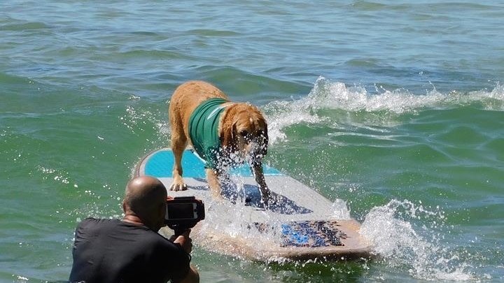 A dog in a green rash shirt rides a big surfboard along a small wave with a photographer taking his picture