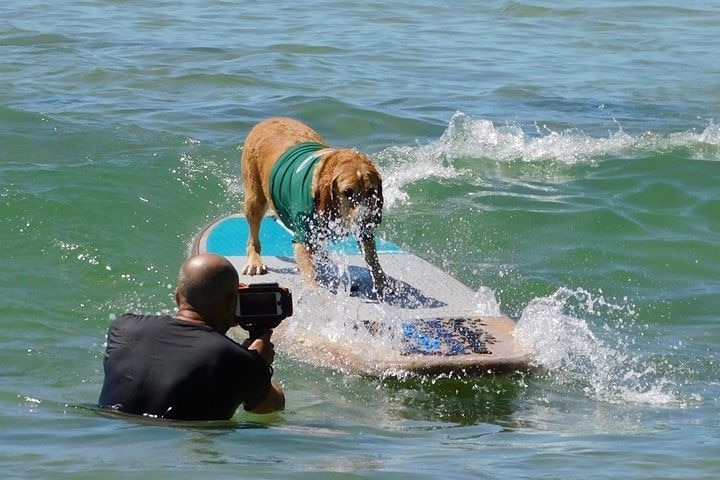 A dog in a green rash shirt rides a big surfboard along a small wave with a photographer taking his picture