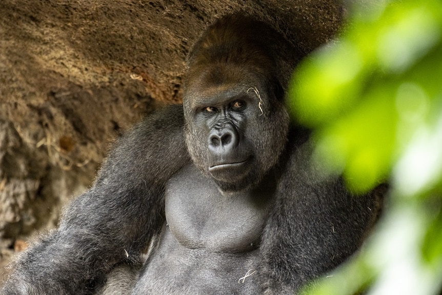A silverback Western Lowland Gorilla sits and looks at the camera
