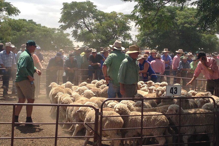 Sheep are auctioned off in a busy saleyard.