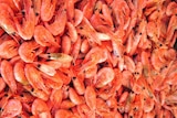 Prawns for sale at seafood markets