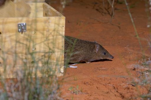 A golden bandicoot being released into Sturt National Park, NSW.