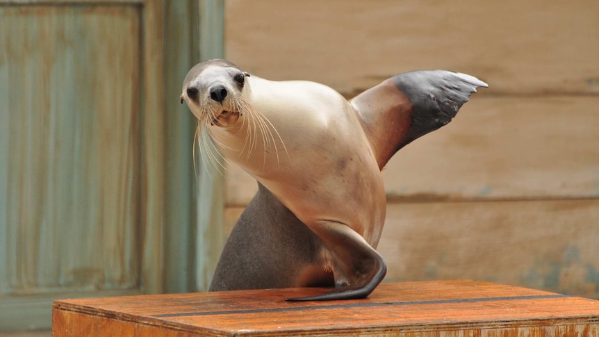 An Australian sea lion.