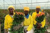 Three women dressed in yellow work suits holding roses.