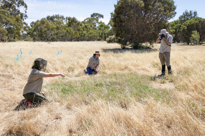 Women in hats and khakis kneeling in dry grass with another person standing nearby, holding a camera to their face.