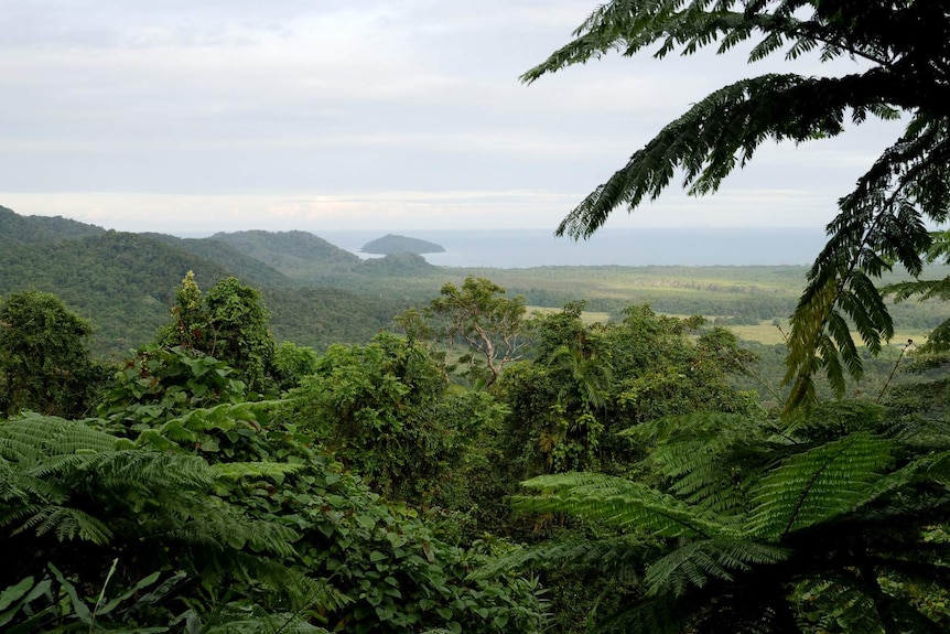A view of the Daintree forest with the reef in the distance.