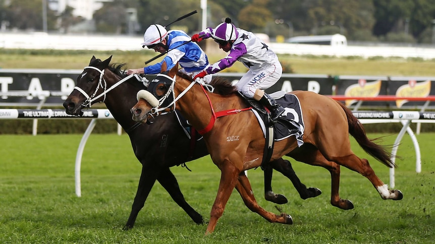 Hawkspur wins Chelmsford Stakes