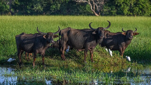 three water buffalo standing in wetlands.