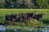 three water buffalo standing in wetlands.
