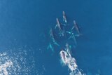 An aerial image of a pod of whales in a mating ritual called a heat run