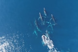 An aerial image of a pod of whales in a mating ritual called a heat run