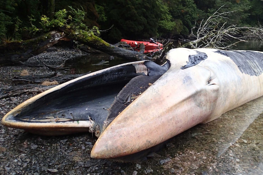 Sei whales beached at the Gulf of Penas, Chile