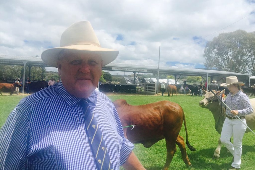 Pastoralist Colin Brett standing in front of cattle at the Tenterfield Show in New South Wales