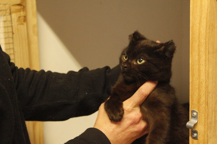 A feral cat that has had its ears partially cut off