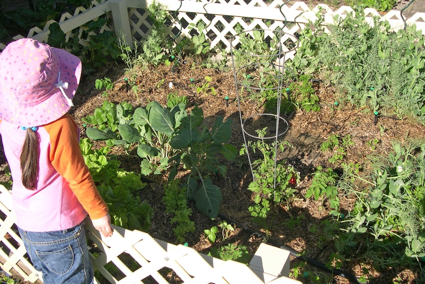 Young girl looking at backyard vegetable patch - good generic   Canberra