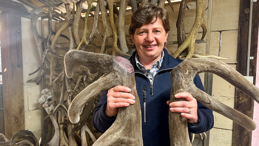 A women smiles at the camera holding two large cut antler velvets. 