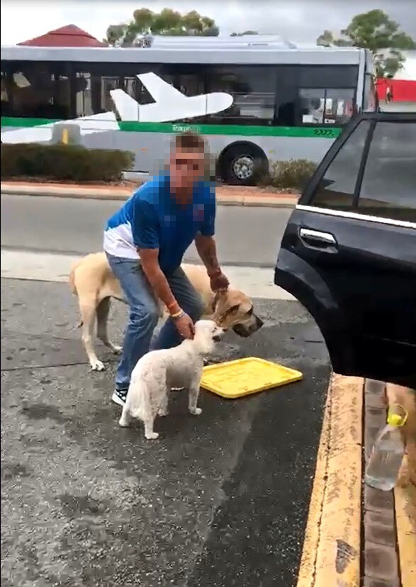 A blurred image of a man and two dogs that had been locked inside a car in Belmont