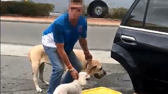 A blurred image of a man and two dogs that had been locked inside a car in Belmont