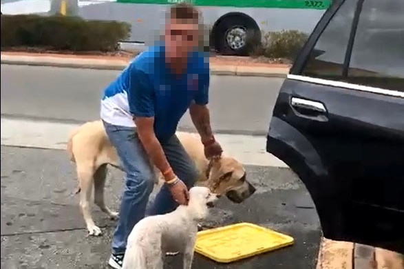 A blurred image of a man and two dogs that had been locked inside a car in Belmont