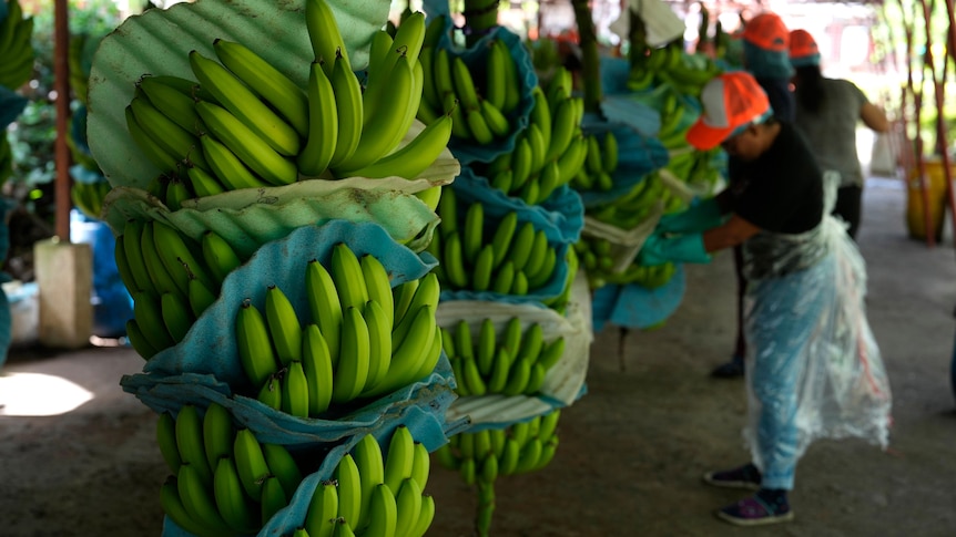 Green banana bunches hang upside down in a shed as a man wearing a bright orange cap tends to a bunch.