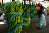 Green banana bunches hang upside down in a shed as a man wearing a bright orange cap tends to a bunch.