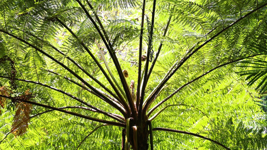 A tree fern from below