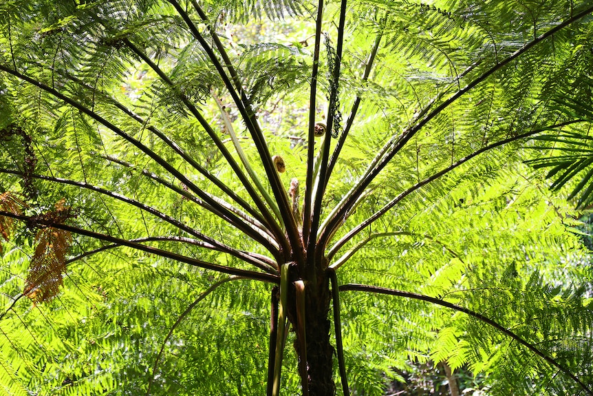 A tree fern from below