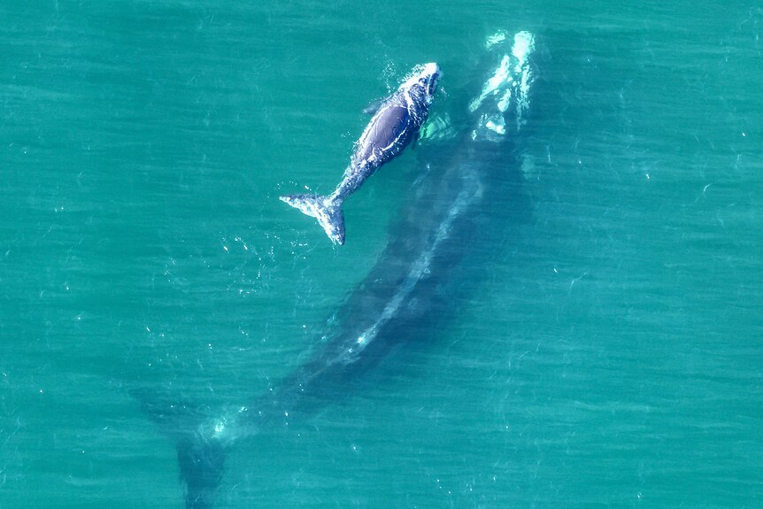 An image from the air looking down on a whale and calf in the water.