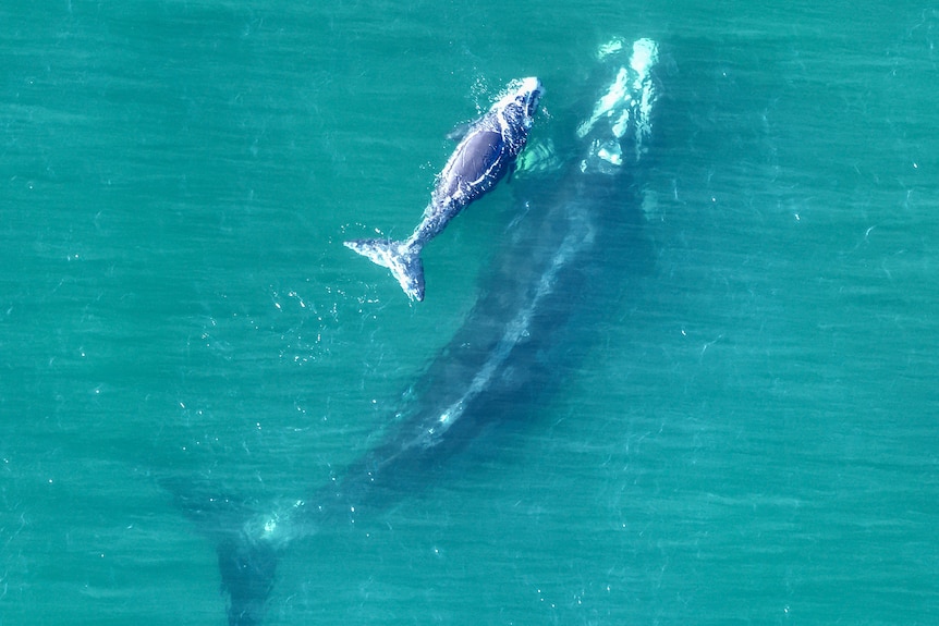An image from the air looking down on a whale and calf in the water.