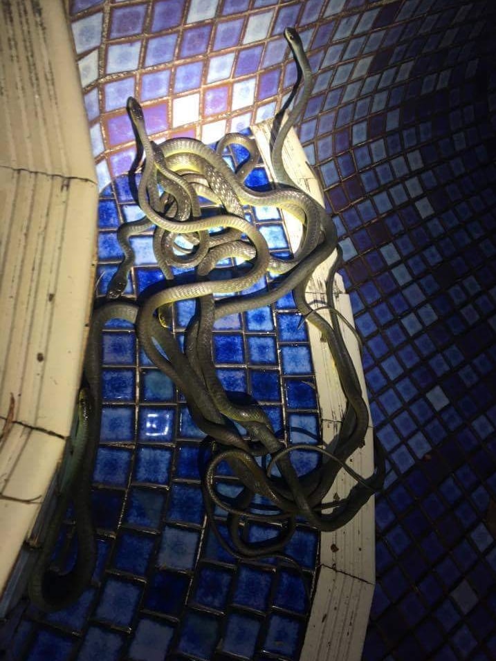 Snakes in an orgy in the bottom of a pool
