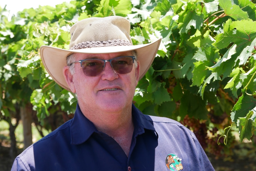 A man in a hat and glasses stands in front of grapevines. 