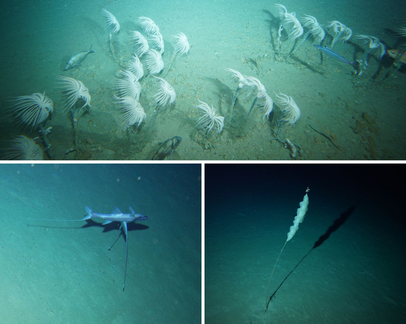 Un collage de photos montre une gamme de créatures sous-marines uniques.