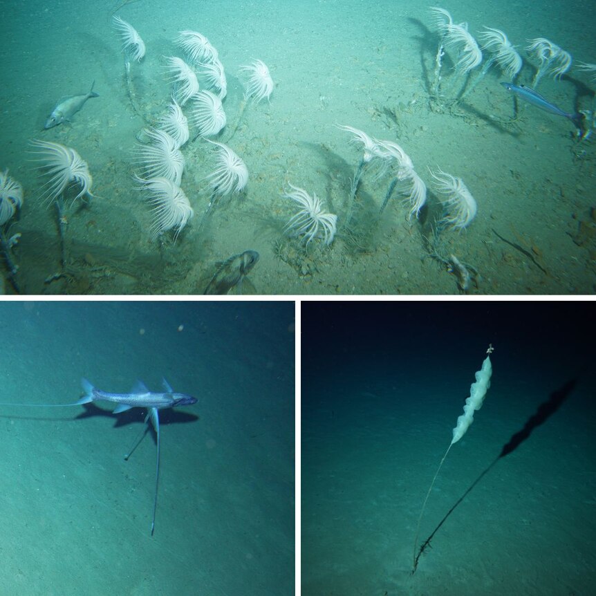 A collage of photos shows a range of unique underwater creatures.