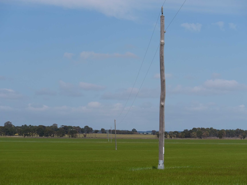 Wooden power poles in a paddock near Esperance