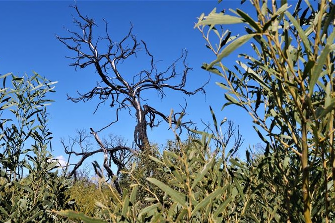 A burnt tree, surrounded by green foliage, stands against a clear sky.