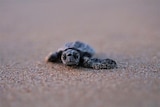 A baby loggerhead turtle