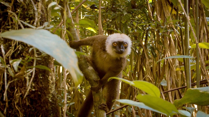 Lemur in jungle looking to camera.