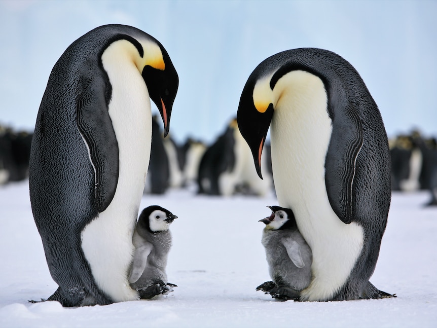 Two tall penguins stand face to face with small chicks at their feet