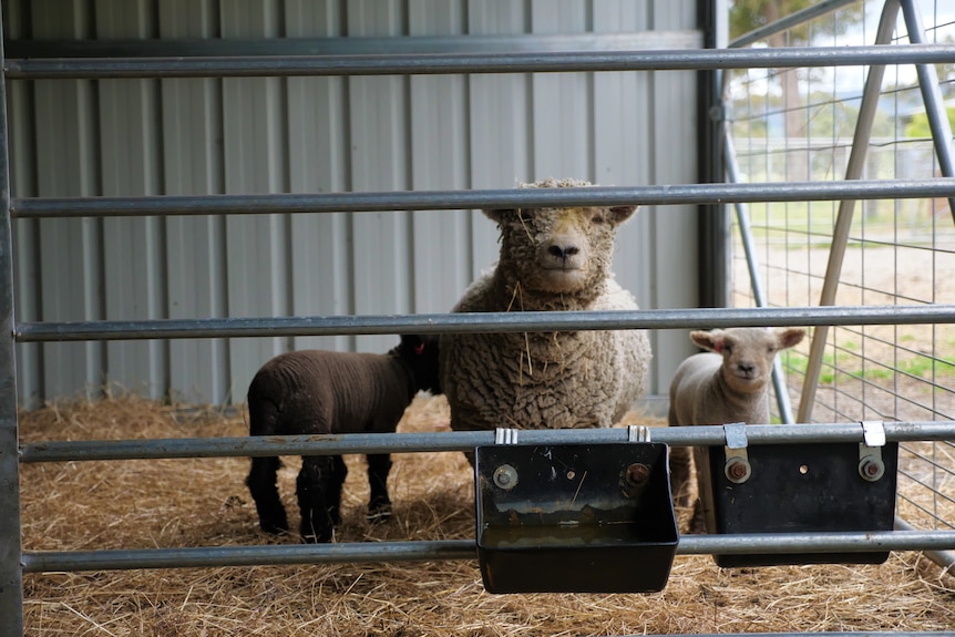 A ewe with two lambs stands inside a small pen with hay on the ground and a bucket on the gate. 