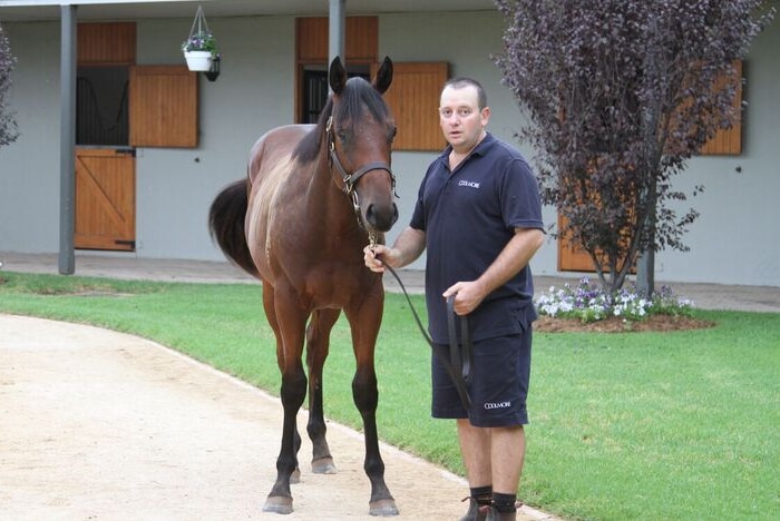A horse — Pierro's offspring — is walked from its stable by a handler.