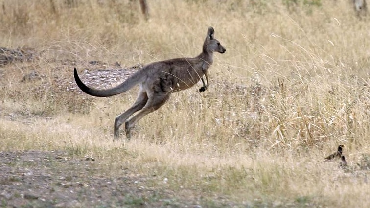 An Eastern Grey kangaroo skips across a paddock