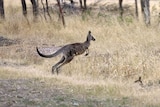 An eastern grey kangaroo hops across a paddock