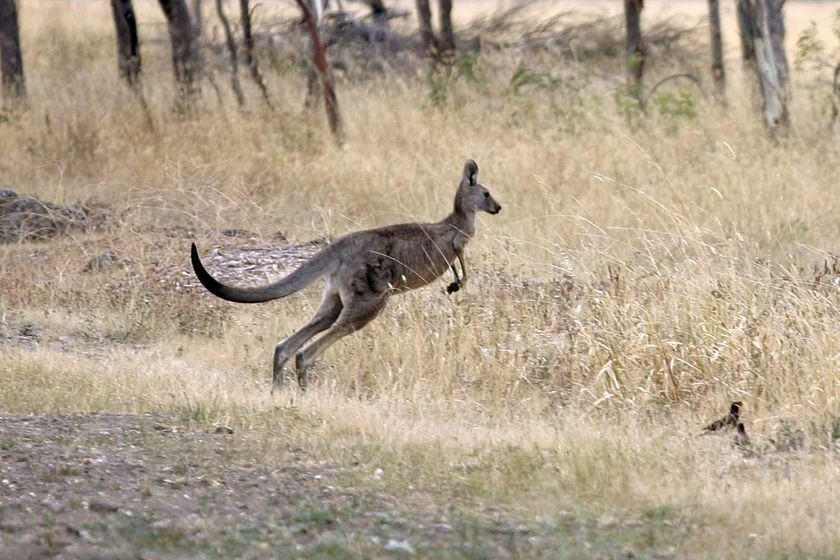 An eastern grey kangaroo skips across a paddock