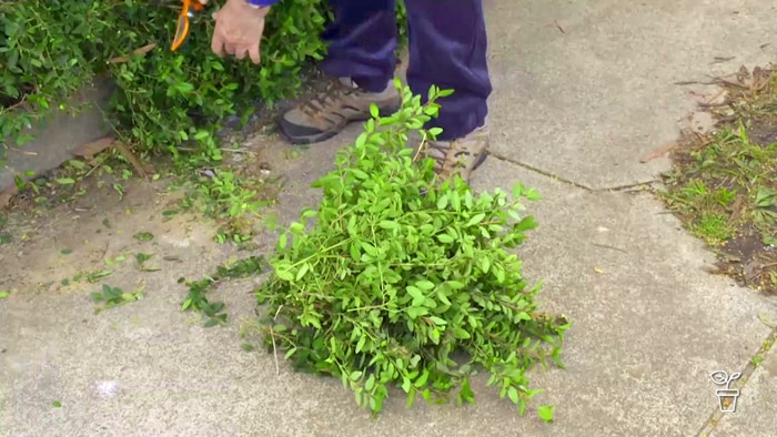 Prunings from a shrub lying on a path